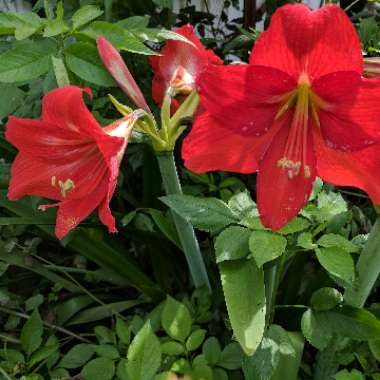 Hippeastrum