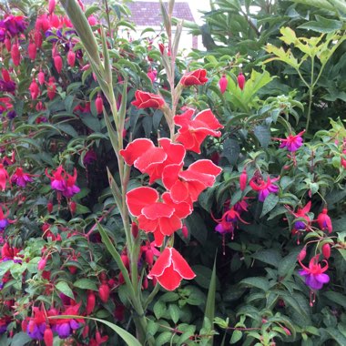 Fuchsia