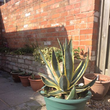 Pat's garden
