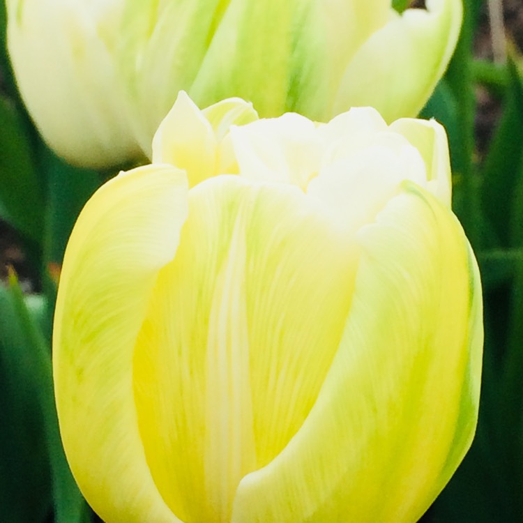 plant image 671394