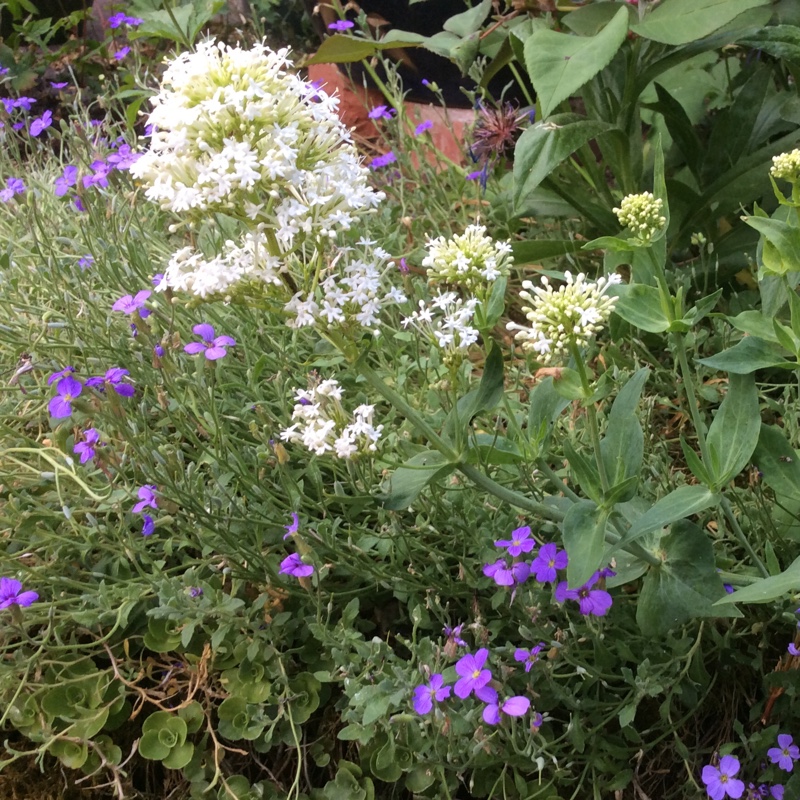 Plant image Valeriana officinalis