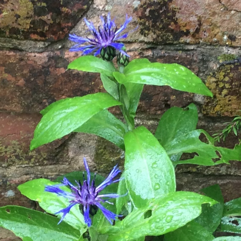 Centaurea montana