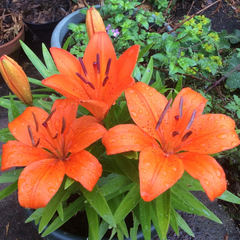 plant image 121667