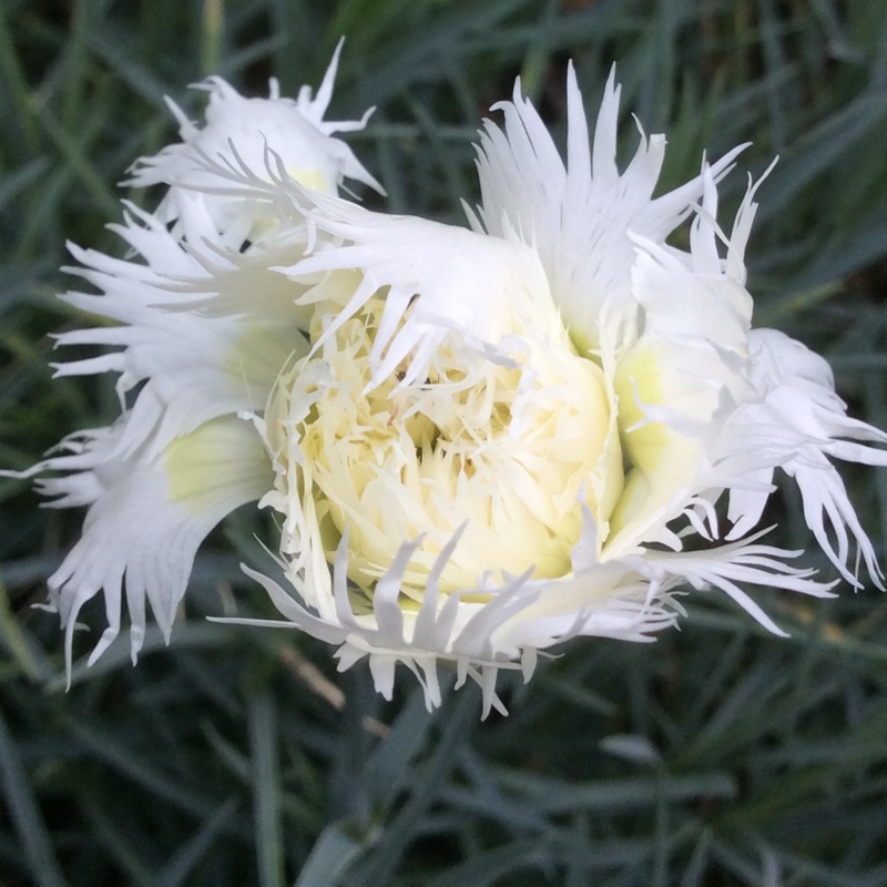 Plant image Dianthus plumarius 'Arctic Star'
