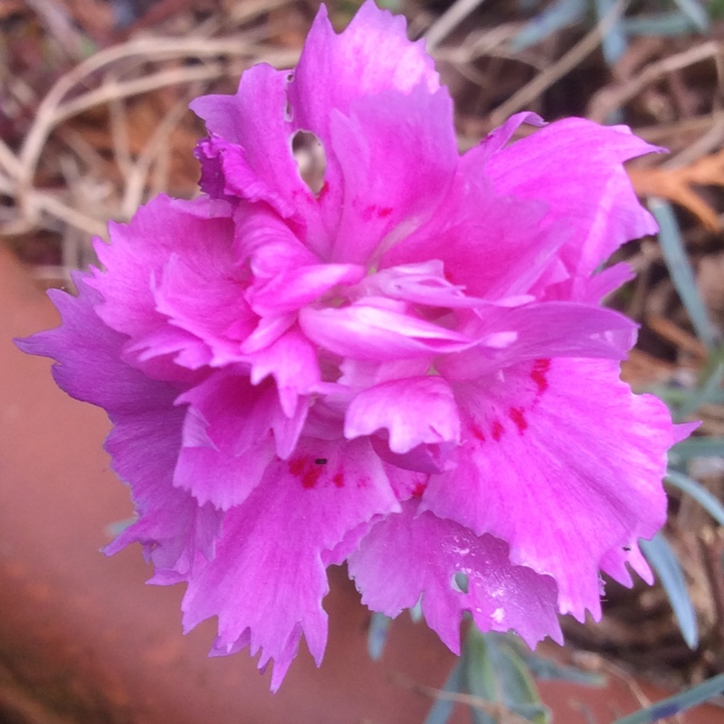 Plant image Dianthus EverLast 'Lilac Eye'