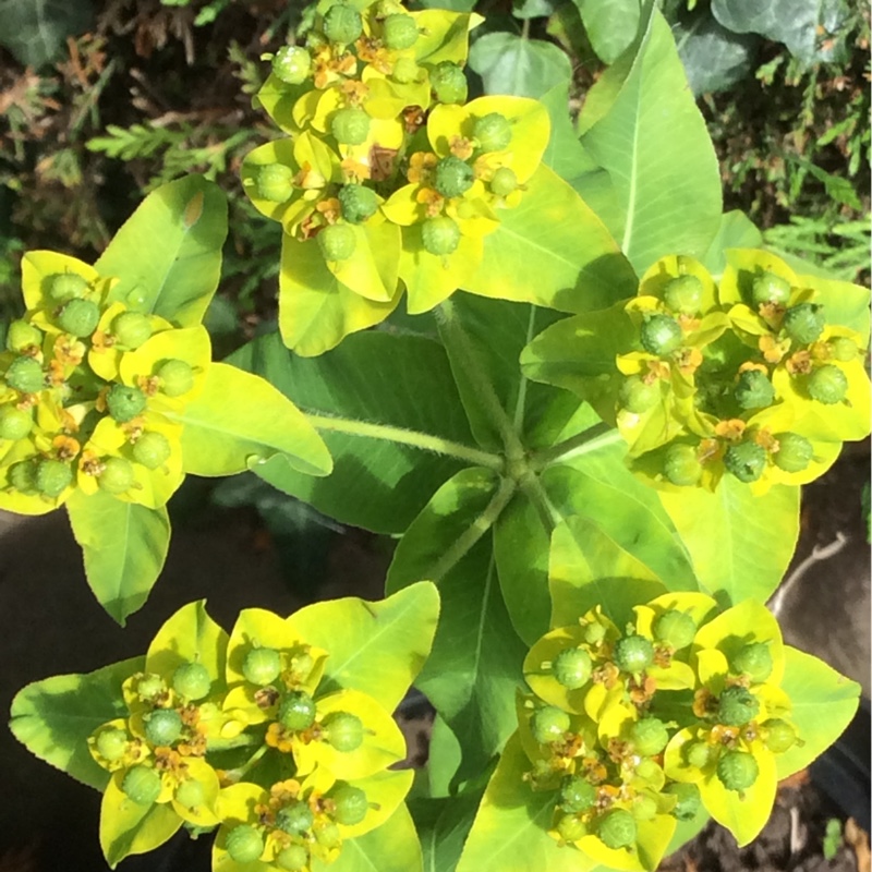 Plant image Euphorbia cyparissias 'Fen's Ruby'