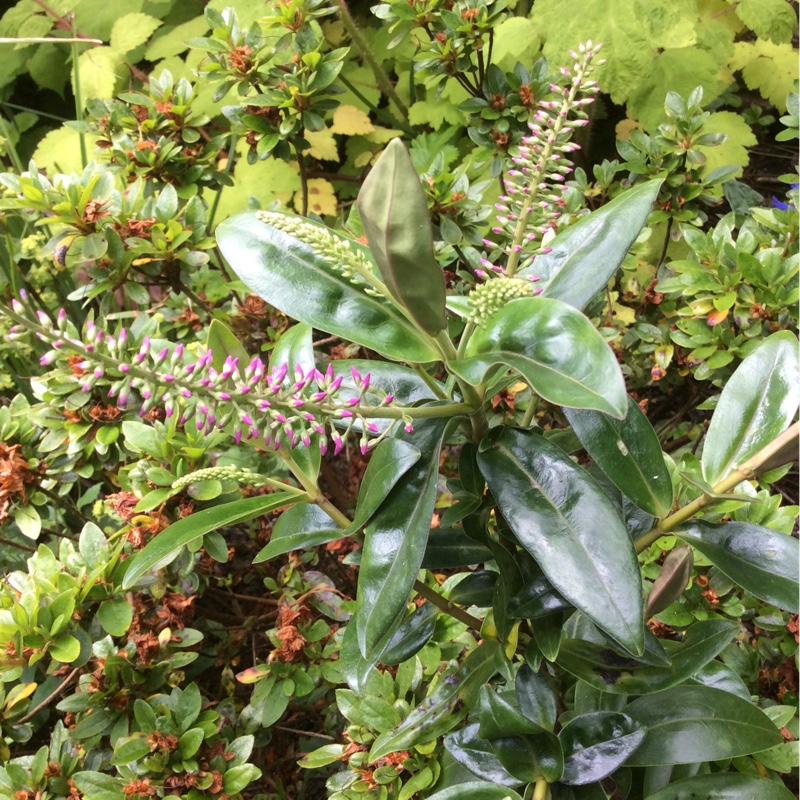 plant image 156054