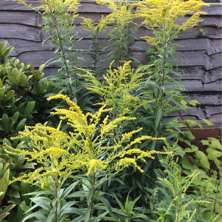 plant image 207738