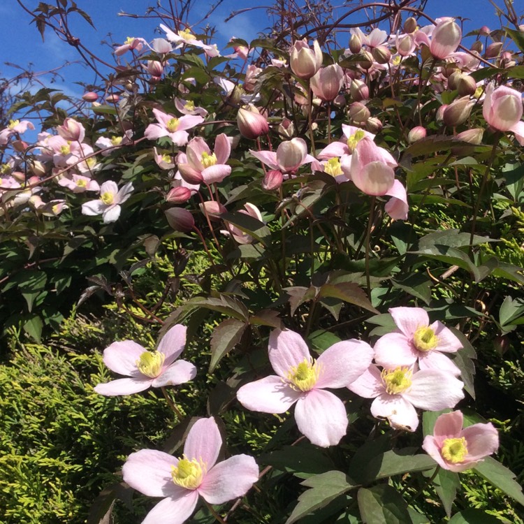 plant image 378502