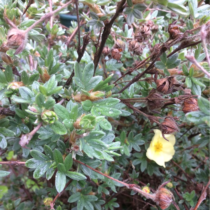 plant image 79778