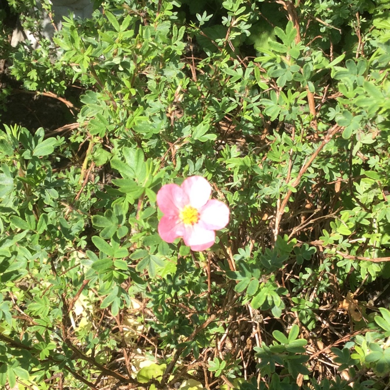 Plant image Potentilla fruticosa 'Elizabeth'