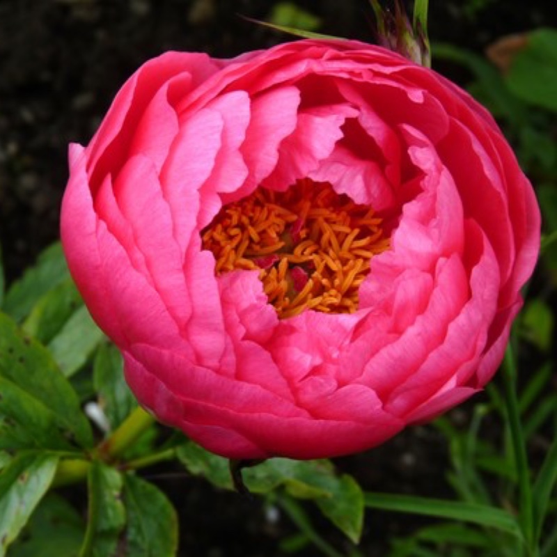 Plant image Paeonia 'Cytherea'