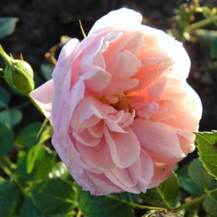 plant image 278947