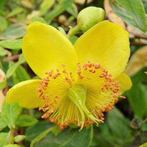Plant image Hypericum x moserianum 'Little Misstery'