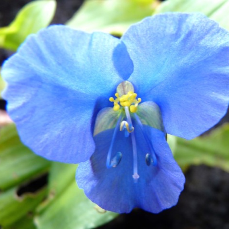 Commelina Coelestis 'Sleeping Beauty'