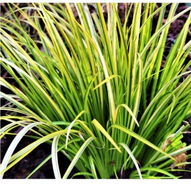 Acorus gramineus 'Ogon'