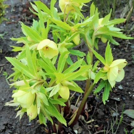 Plant image Helleborus x hybridus 'Ashwood Garden Hybrids'