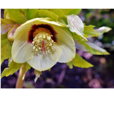 Plant image Helleborus x hybridus 'Ashwood Garden Hybrids'