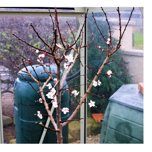 Plant image Prunus armeniaca