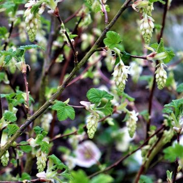 Ribes sanguineum