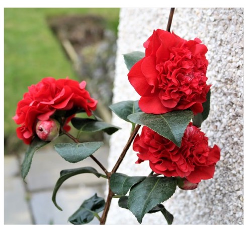 Plant image Camellia japonica 'Ruby wedding'
