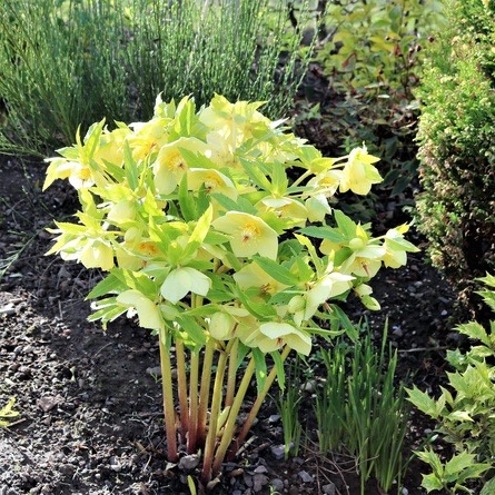 plant image 353821