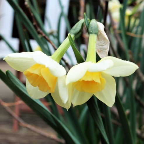 plant image 363023
