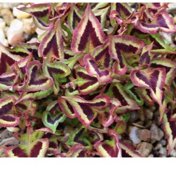 Persicaria microcephala 'Purple Fantasy'