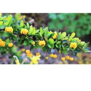 Plant image Berberis thunbergii atropurpurea 'Nana'