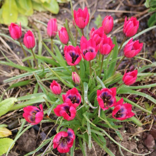 plant image 379557