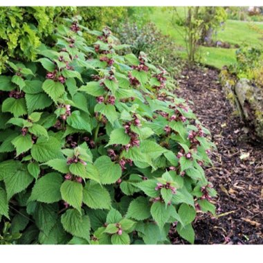 Lamium orvala