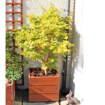 Acer palmatum 'Sango-Kaku'