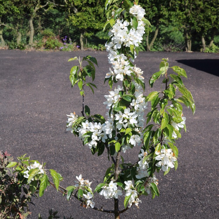 Plant image Malus 'John Downie'