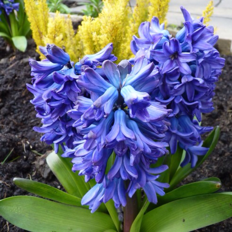 Hyacinthus orientalis