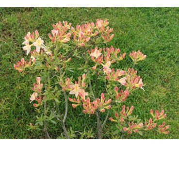 Plant image Rhododendron 'Daviesii'