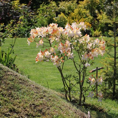 plant image 417494