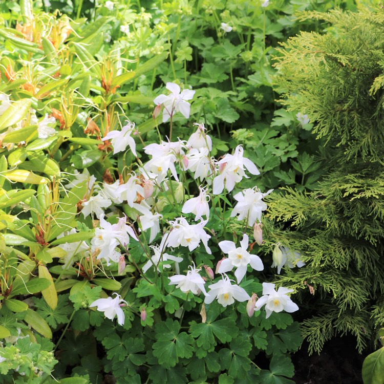 plant image 421987