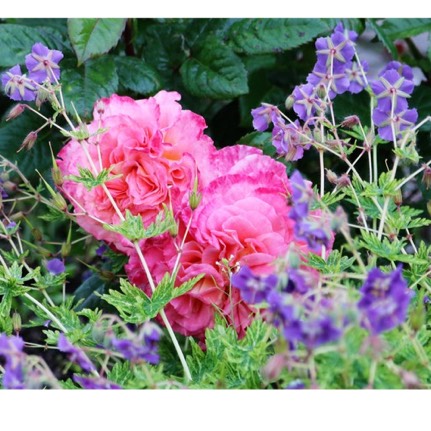 plant image 422131