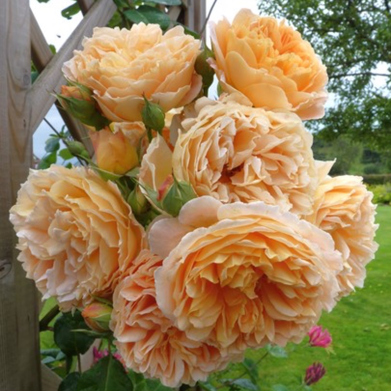 Plant image Rosa 'Auswinter' syn. Rosa 'Crown Princess Margareta'