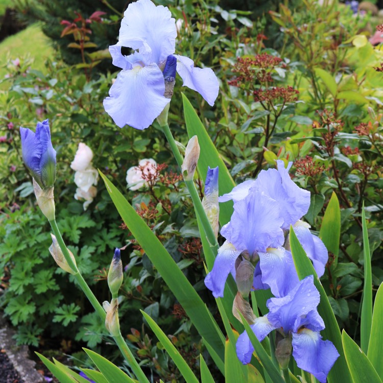 Plant image Iris x germanica 'Jane Phillips'