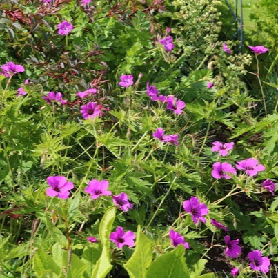 Plant image Geranium 'Patricia'