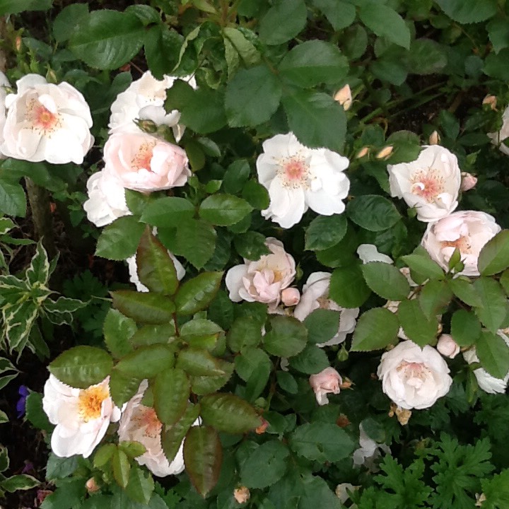 Plant image Rosa 'Harwanna' syn. Rosa 'Jacqueline du Pré'