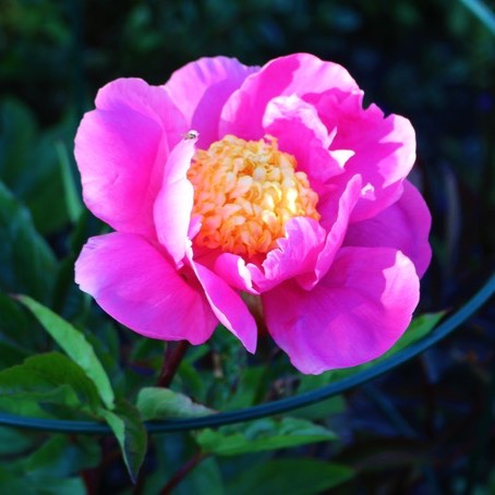 plant image 451359