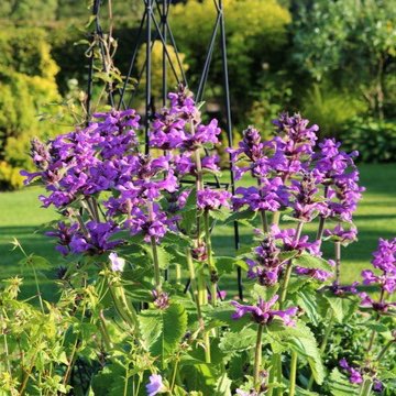 Plant image Stachys macrantha