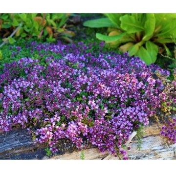 Plant image Thymus serpyllum 'Russetings'