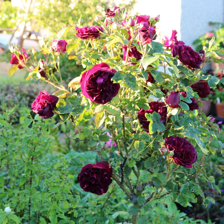 Plant image Rosa 'Ausbernard' syn. Rosa 'Munstead Wood'