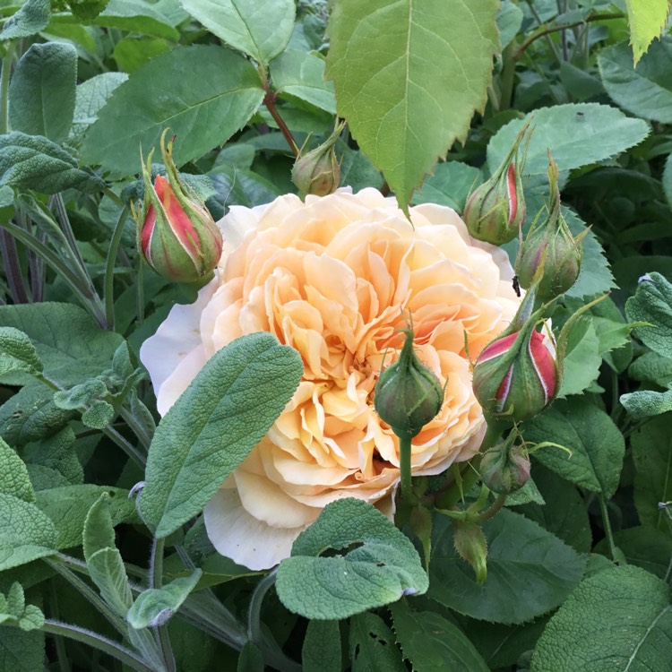 Plant image Rosa 'Auskeppy' syn. Rosa 'Grace'