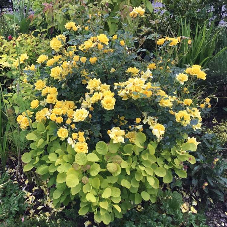 plant image 459684