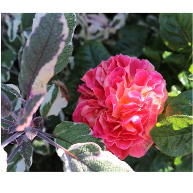 Rosa 'Designer Sunset'