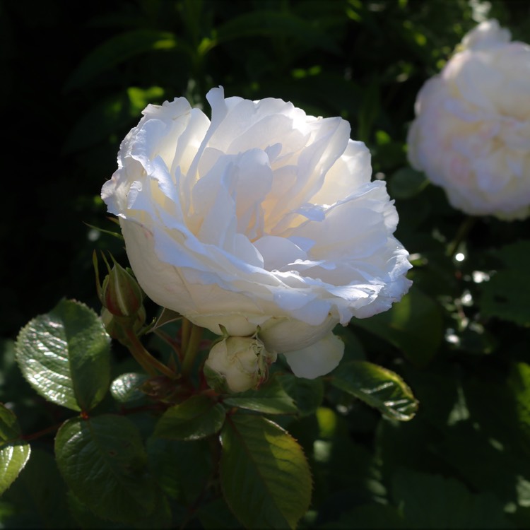 Plant image Rosa 'Princess Of Wales Hardinkum'